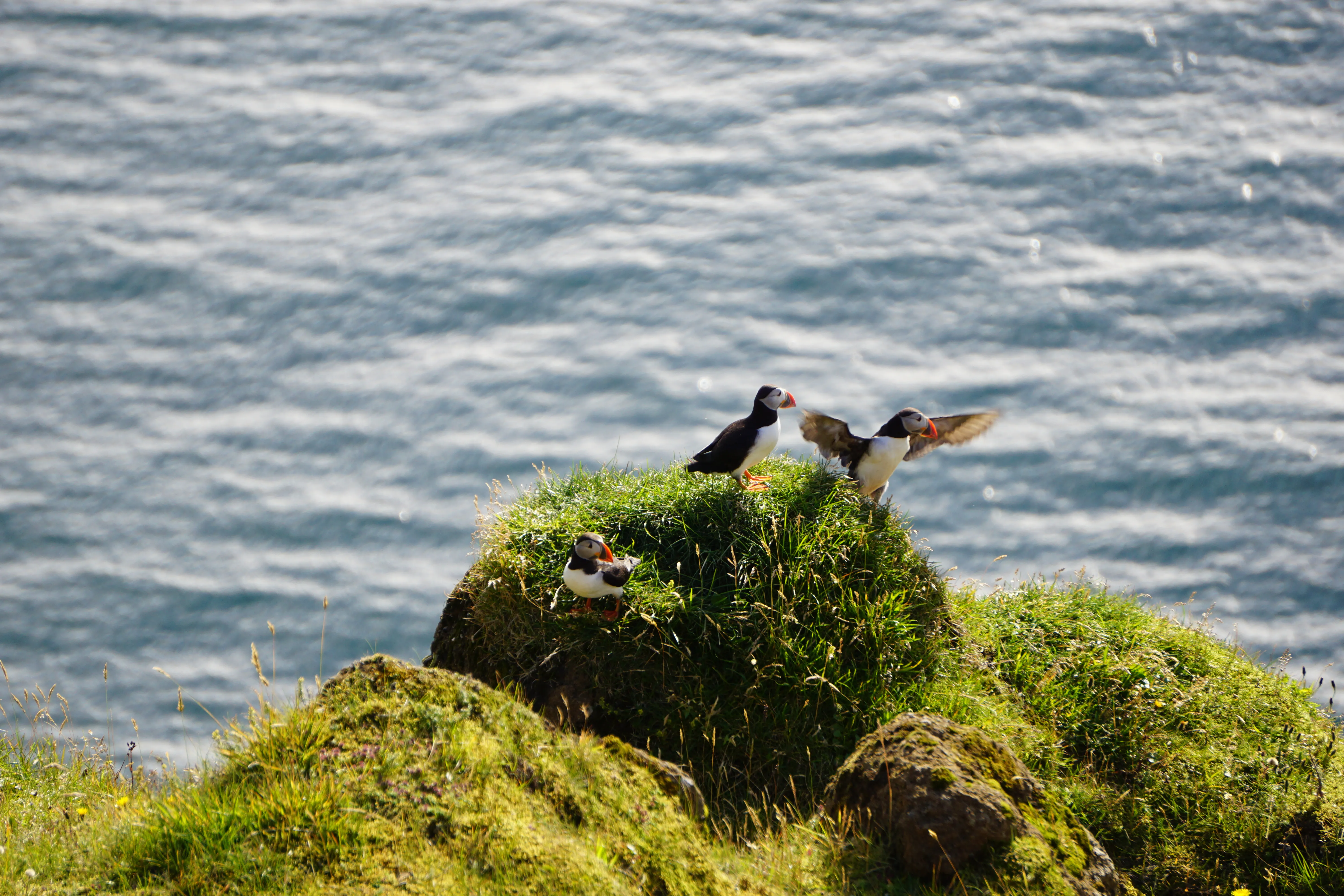 A puffin takes flight while two other watch, off the coast of Iceland.