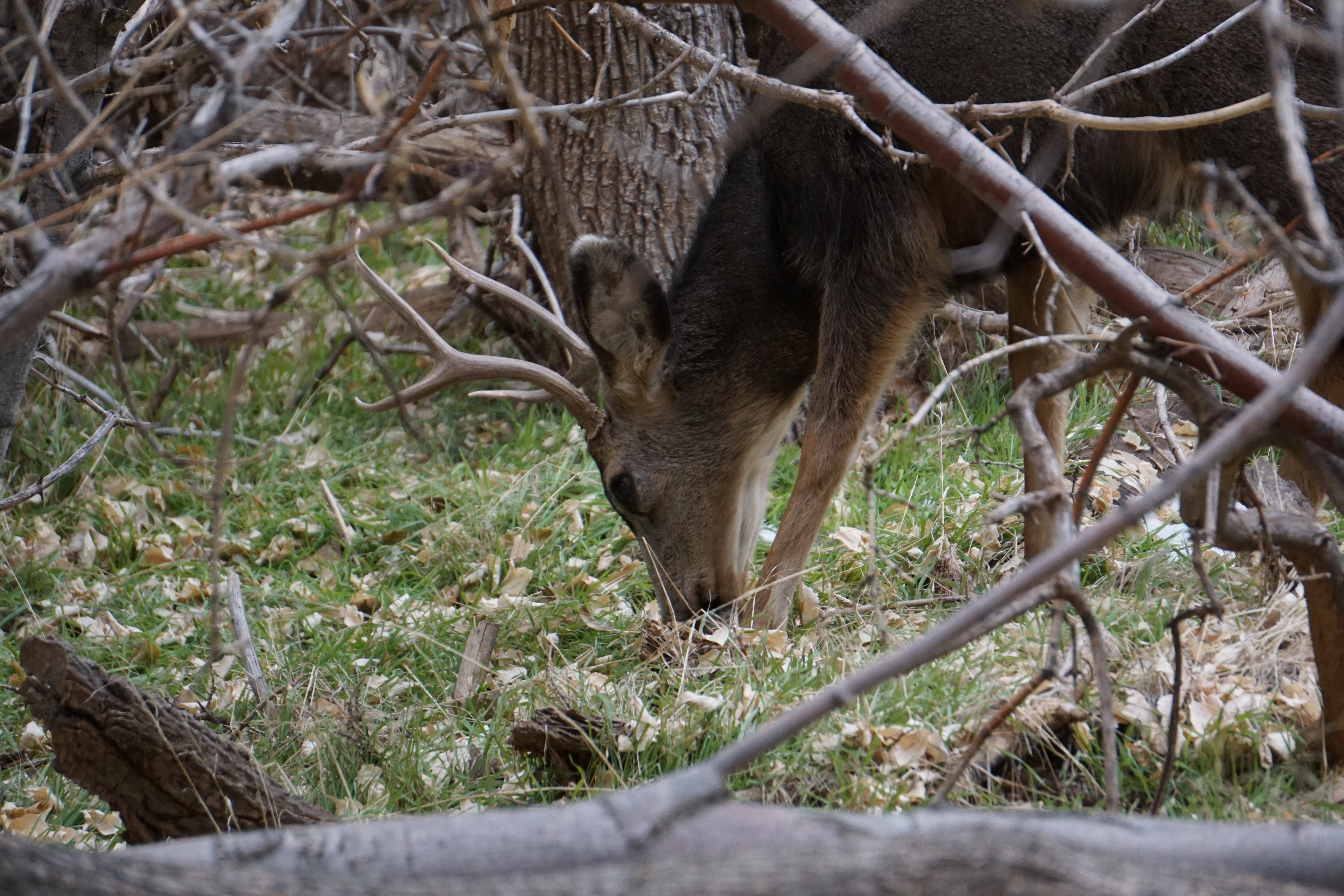 ISO 1250 &nbsp 210mm &nbsp ƒ6.3 &nbsp 1/400s