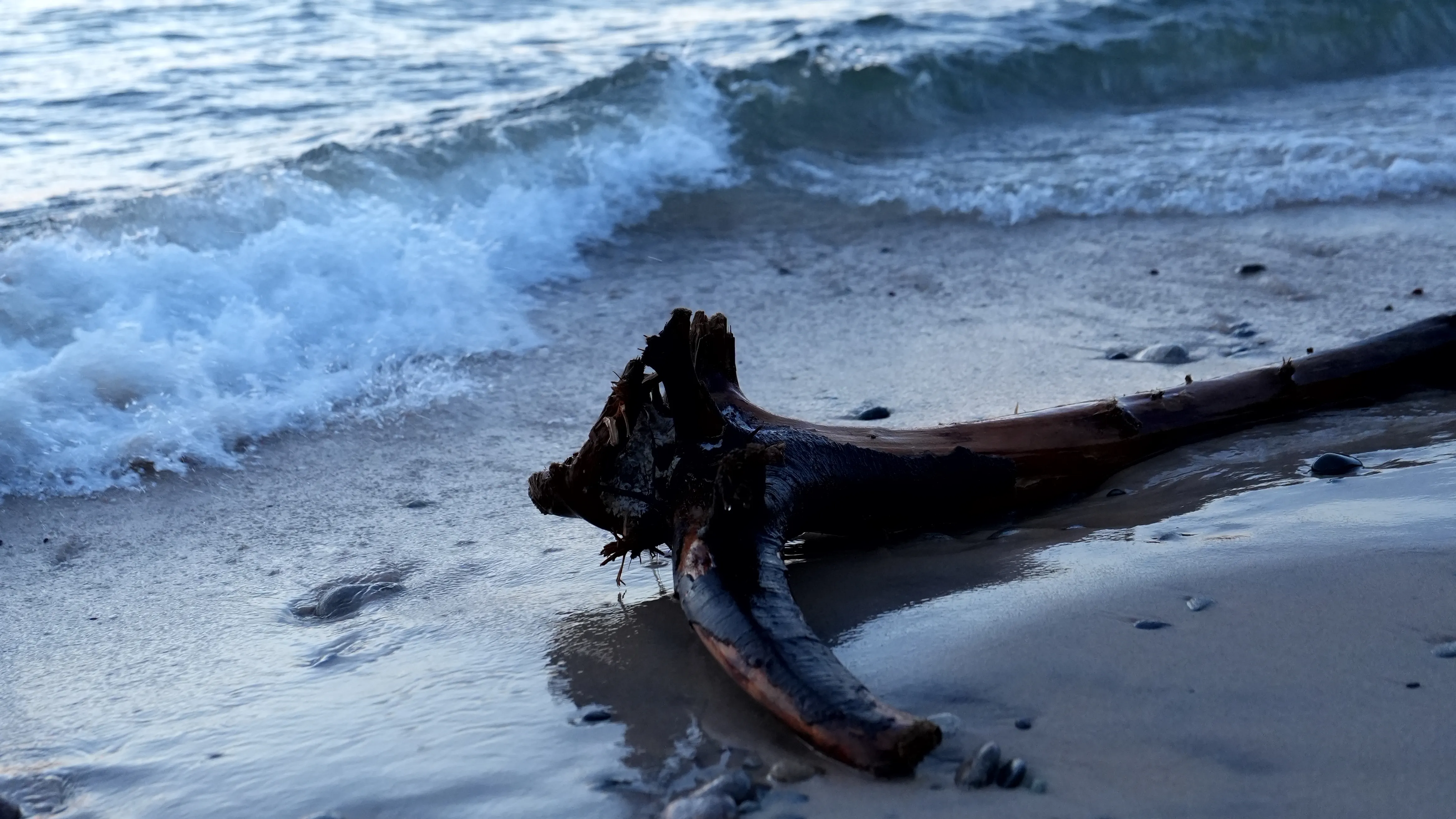 A peice of driftwood washed onto a beach in the sunset.